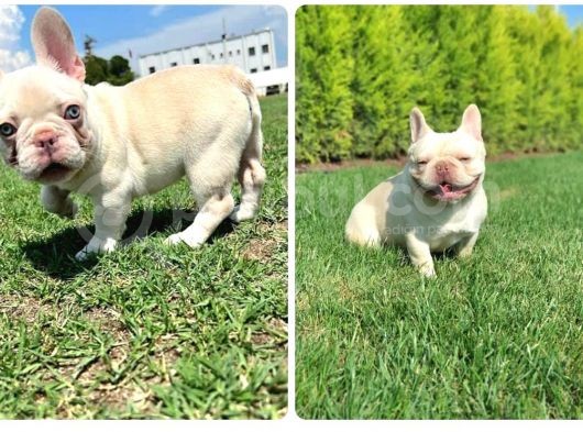 Lilac Platinium Exotic Show Kalite Erkek 3 Aylık French Bulldog görsel
