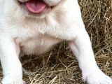 Lilac Platinium Exotic Show Kalite Erkek 3 Aylık French Bulldog