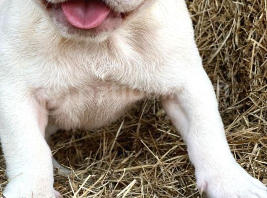 Lilac Platinium Exotic Show Kalite Erkek 3 Aylık French Bulldog görsel