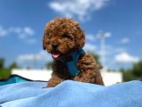 Erkek Ve Dişi Show Kalite Red Brown Toy Poodle Yavrular