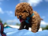 Erkek Ve Dişi Show Kalite Red Brown Toy Poodle Yavrular