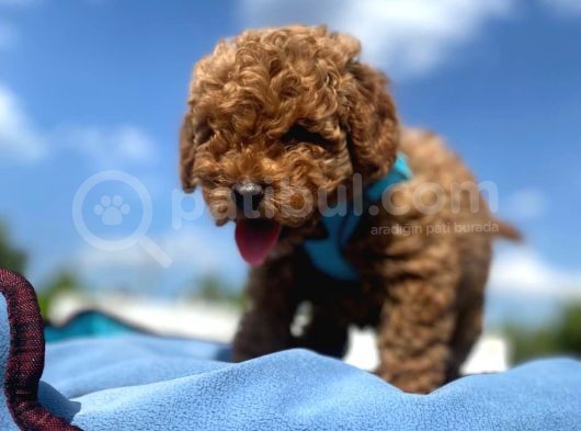 Erkek Ve Dişi Show Kalite Red Brown Toy Poodle Yavrular görsel