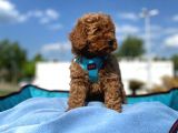 Erkek Ve Dişi Show Kalite Red Brown Toy Poodle Yavrular
