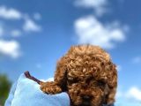 Erkek Ve Dişi Show Kalite Red Brown Toy Poodle Yavrular