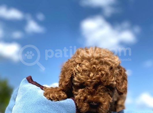 Erkek Ve Dişi Show Kalite Red Brown Toy Poodle Yavrular görsel