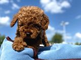 Erkek Ve Dişi Show Kalite Red Brown Toy Poodle Yavrular