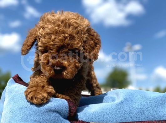 Erkek Ve Dişi Show Kalite Red Brown Toy Poodle Yavrular görsel
