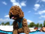 Erkek Ve Dişi Show Kalite Red Brown Toy Poodle Yavrular