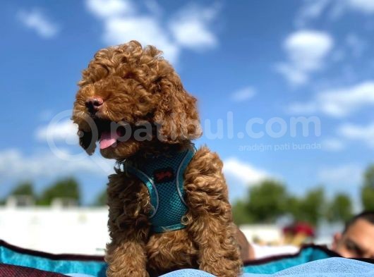 Erkek Ve Dişi Show Kalite Red Brown Toy Poodle Yavrular görsel