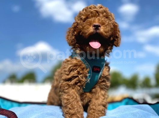 Erkek Ve Dişi Show Kalite Red Brown Toy Poodle Yavrular görsel