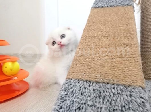 2 Aylik Scotti̇sh Fold Yavrularimiz Yuva Ariyor görsel