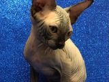 Sphynx Kedi Yavrular
