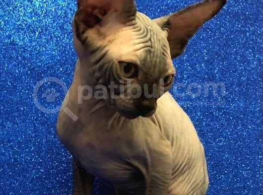 Sphynx Kedi Yavrular görsel