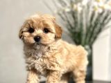 Maltipoo Dizayn Irk Sevimli Yavrular