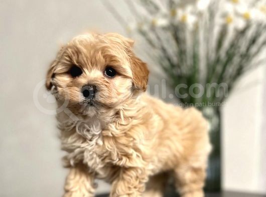 Maltipoo Dizayn Irk Sevimli Yavrular görsel