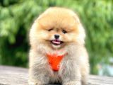 Safkan Teddy Bear Pomeranian Yavruları