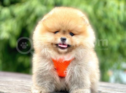 Safkan Teddy Bear Pomeranian Yavruları görsel