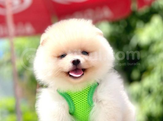 Safkan Teddy Bear Pomeranian Yavruları görsel