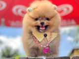 Safkan Teddy Bear Pomeranian Yavruları
