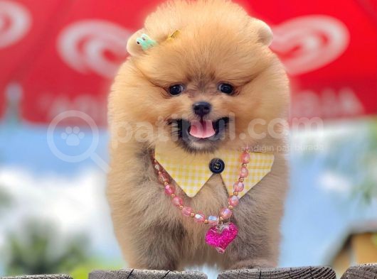 Safkan Teddy Bear Pomeranian Yavruları görsel
