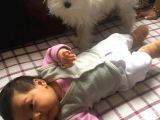 Tüy Yumağımıza Yeni Arkadaş 0 Numara Teacup Maltese