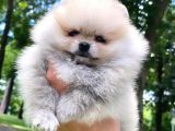 Pomeranian Boo