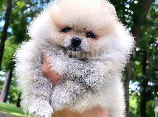 Pomeranian Boo görsel