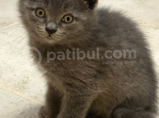 Blue Erkek British Shorthair görsel