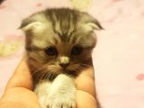 Orjinal Scottish Fold Yavrularimiz