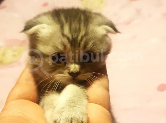 Orjinal Scottish Fold Yavrularimiz görsel