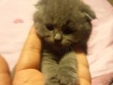 Orjinal Scottish Fold Yavrularimiz