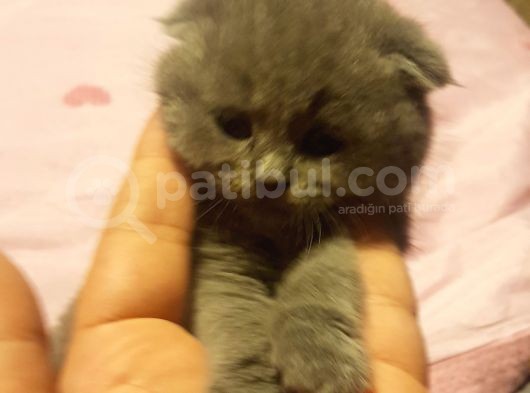 Orjinal Scottish Fold Yavrularimiz görsel