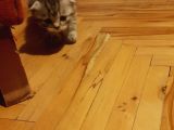 Orjinal Scottish Fold Yavrularimiz