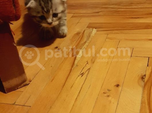 Orjinal Scottish Fold Yavrularimiz