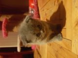 Orjinal Scottish Fold Yavrularimiz