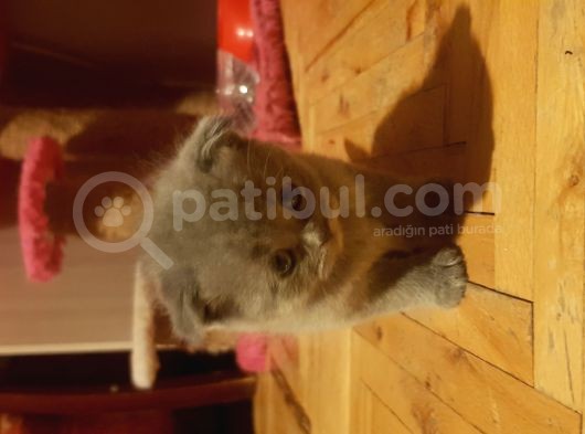 Orjinal Scottish Fold Yavrularimiz görsel