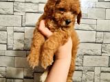 Toy Poodle Dişi