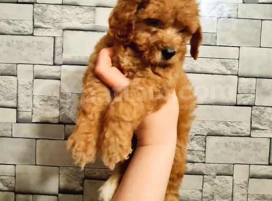Toy Poodle Dişi görsel