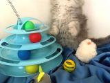 A+++ Kalitede Safkan Chinchilla Prensim