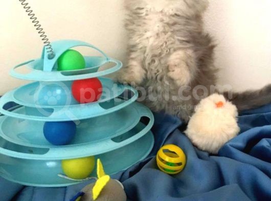 A+++ Kalitede Safkan Chinchilla Prensim görsel
