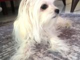 Tüy Yumağımıza Yeni Arkadaş 0 Numara Teacup Maltese