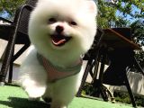 Karbeyaz Di̇şi̇ Pomerani̇an Boo