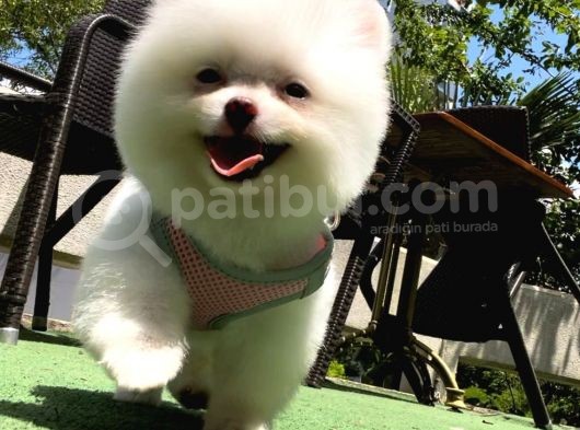 Karbeyaz Di̇şi̇ Pomerani̇an Boo