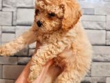 Toy Poodle