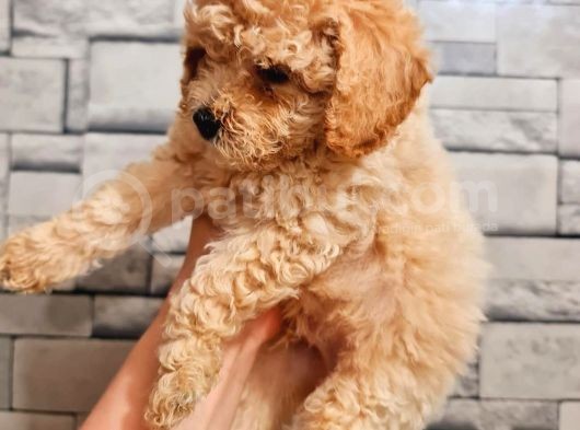 Toy Poodle görsel