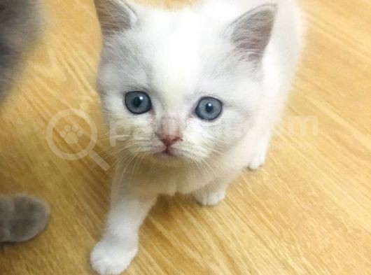 Prensesimizi Sahiplendiriyoruz Bluepoint Dişi görsel