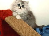 A+++ Kalitede Safkan Chinchilla Prensim