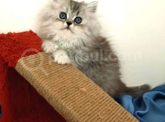 A+++ Kalitede Safkan Chinchilla Prensim
