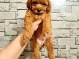 Toy Poodle Dişi
