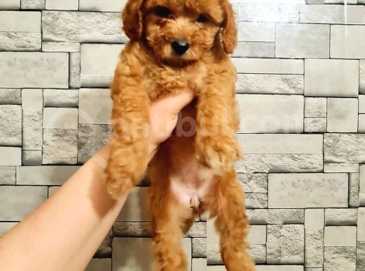 Toy Poodle Dişi